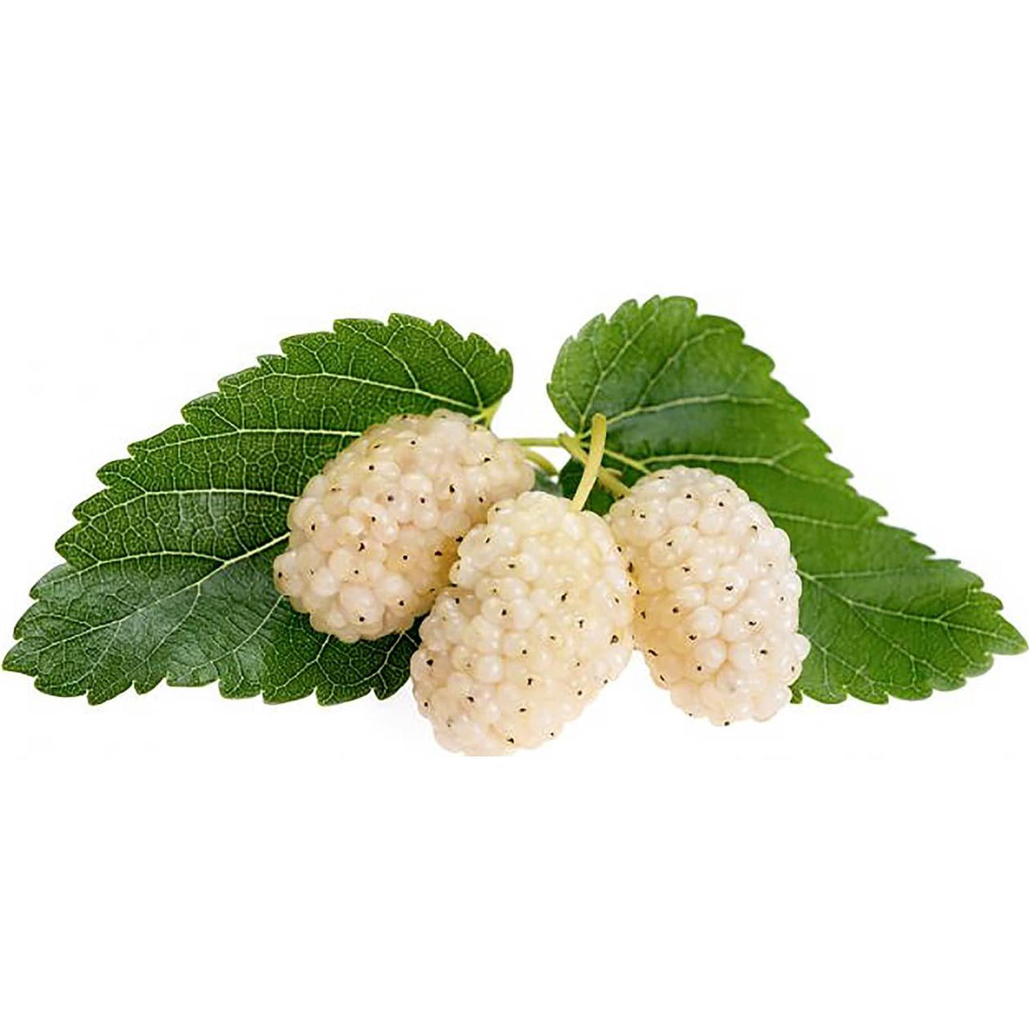 توت