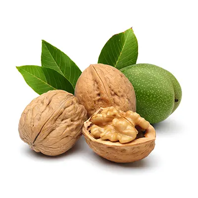 گردو